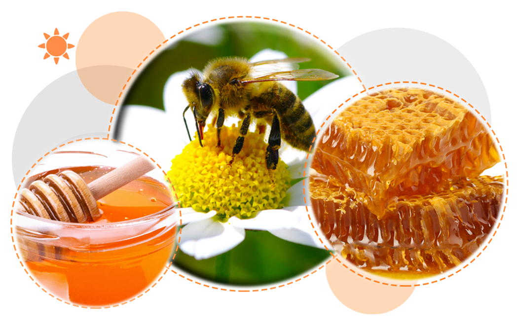 Honey: From the Bee to the Jar!